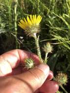 Sivun Berkheya rhapontica (DC.) Hutch. & Burtt Davy kuva