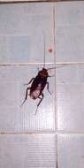 Image of Large Brown Cockroach