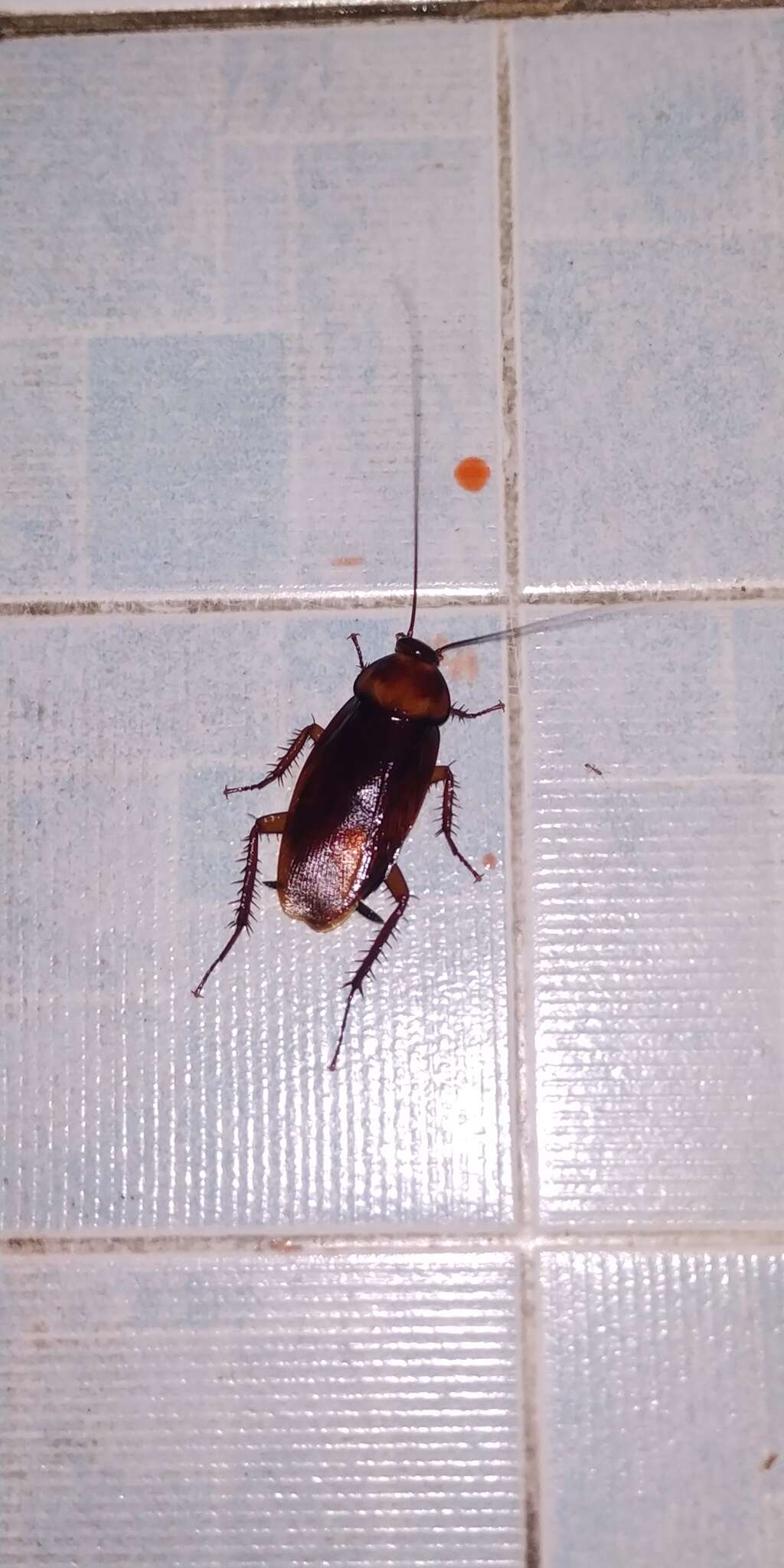 Image of Large Brown Cockroach