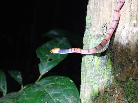 Imagem de Siphlophis compressus (Daudin 1803)