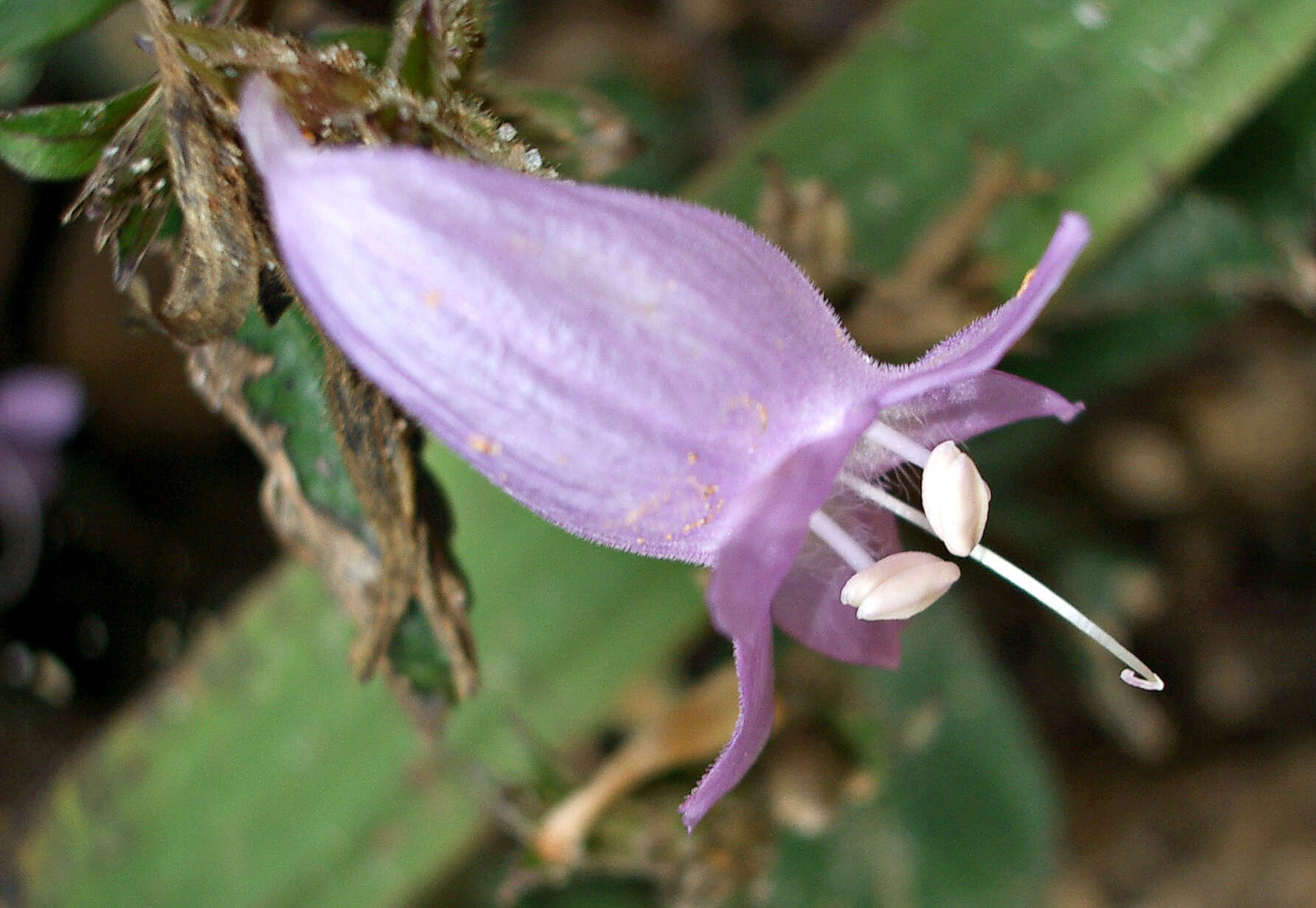 Strobilanthes viscosus (Arnott ex Nees) T. Anders.的圖片