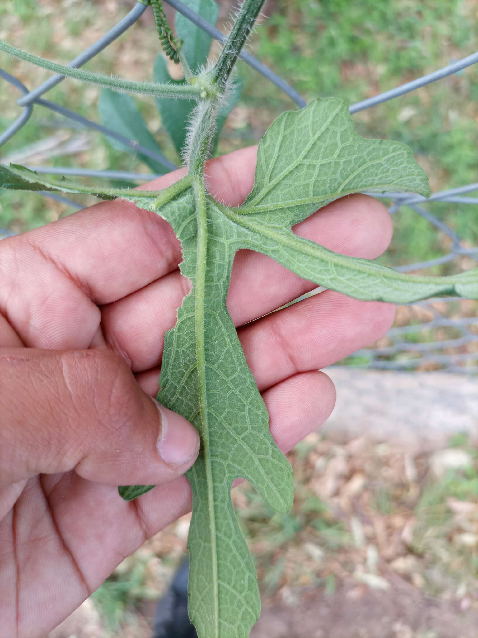 صورة Cayaponia bonariensis (Mill.) Mart. Crov.