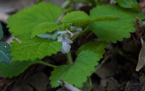 Matsumurella tuberifera (Makino) Makino的圖片