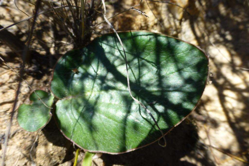 Image of Pelargonium asarifolium (Sweet) G. Don