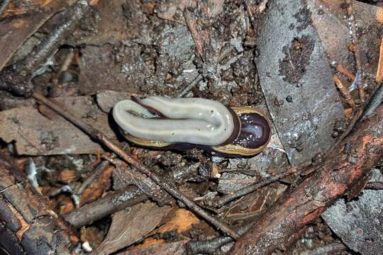 Image of Caenoplana bicolor (Graff 1899)