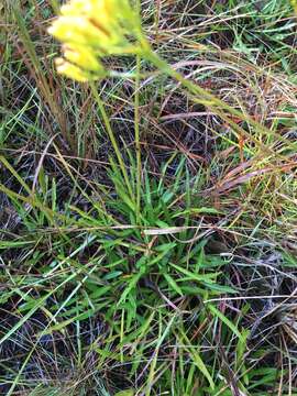 Image of Pineland Rayless-Goldenrod