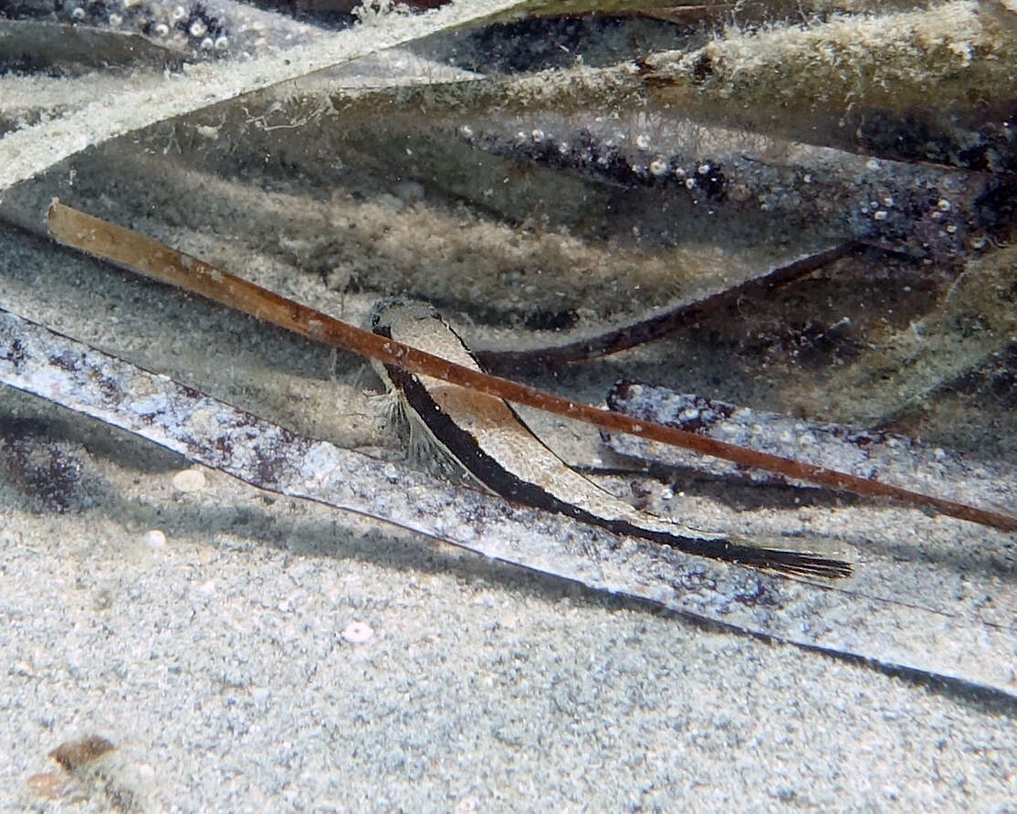 Image of Black flathead