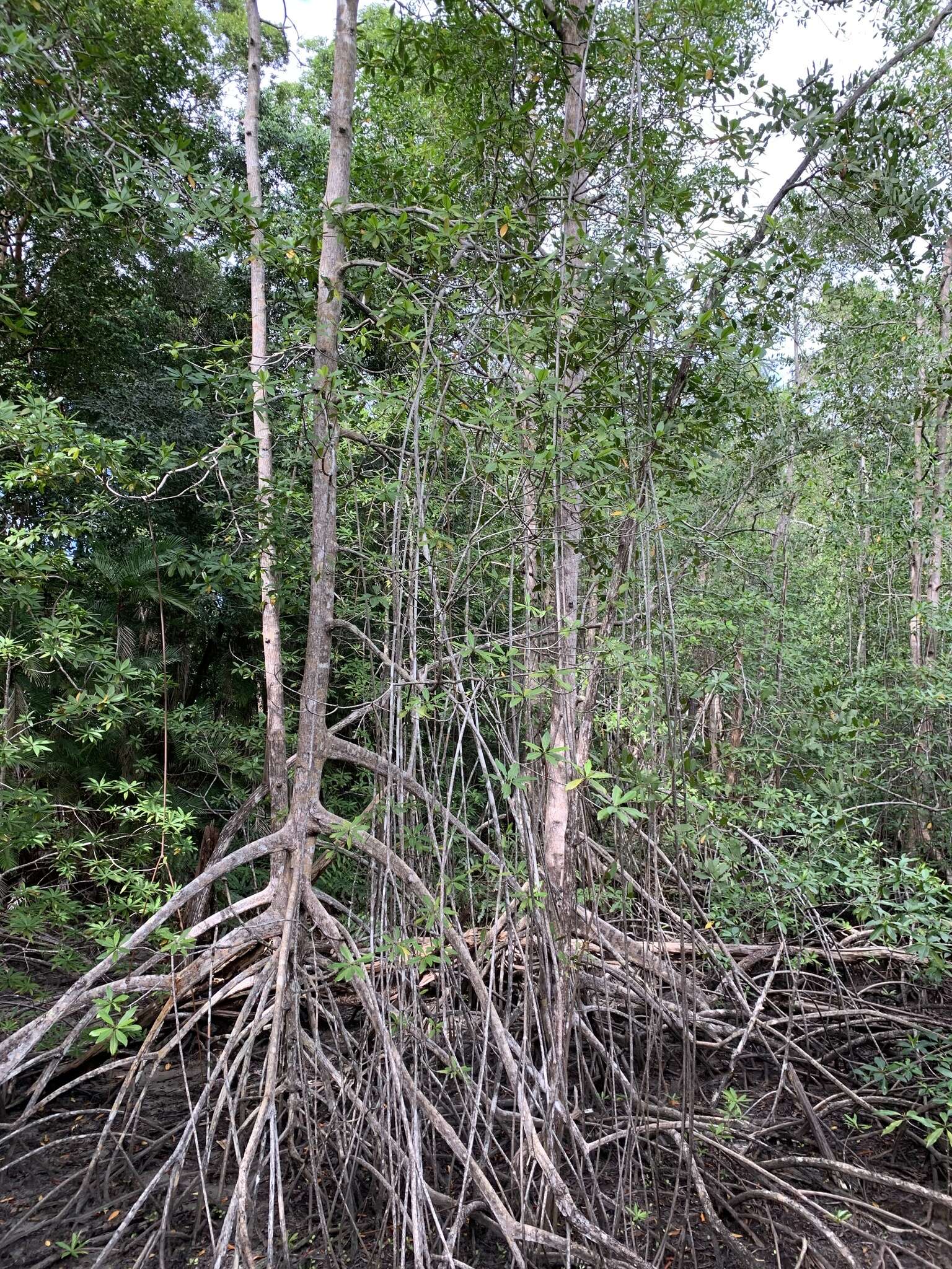 Image of Rhizophora racemosa G. F. W. Meyer