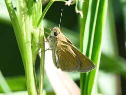 Image of Julia's Skipper