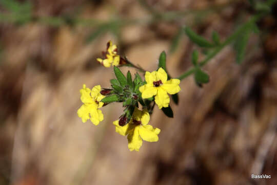 Image of Goodenia heterophylla Sm.