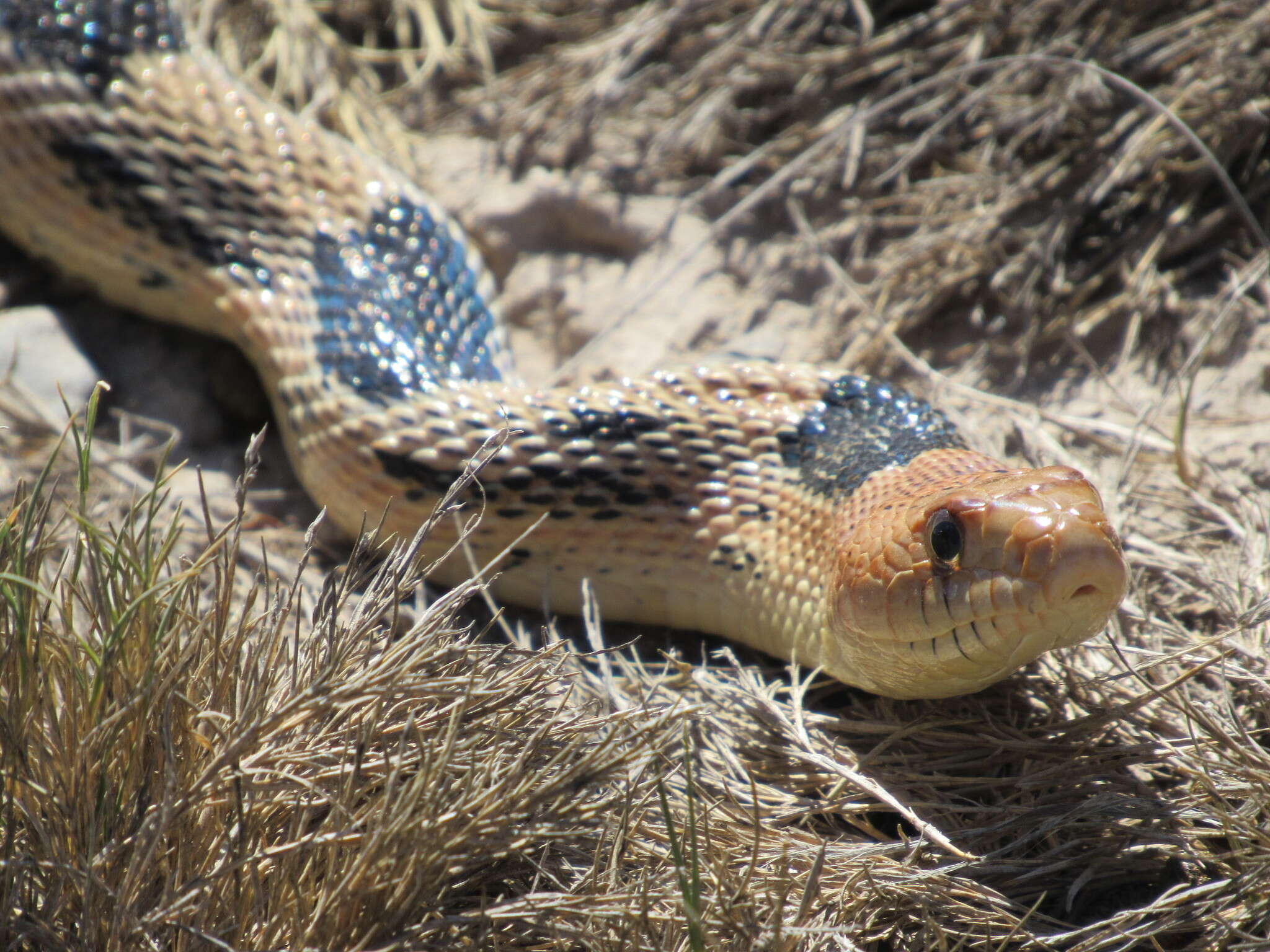 Image of Northern Mexian Bull Snake