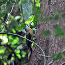 Image of Picus canus guerini (Malherbe 1849)