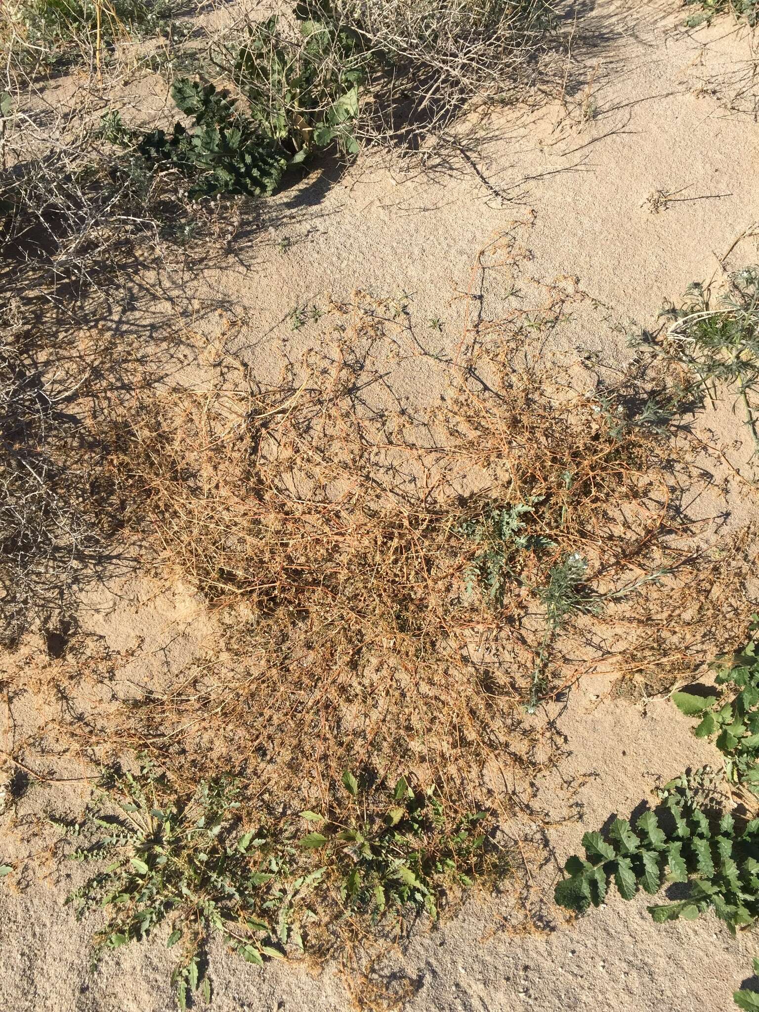 Sivun Kallstroemia californica (S. Wats.) Vail kuva