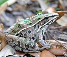 صورة Lithobates sphenocephalus (Cope 1886)