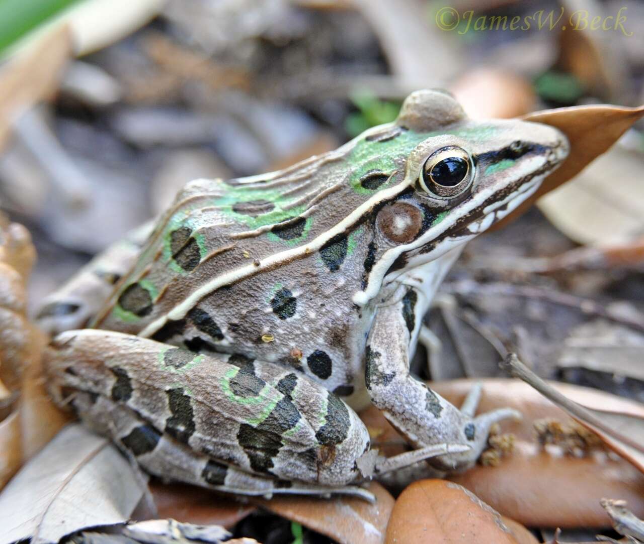 Image of Florida Leopard Frog