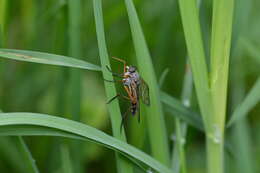 Image of Rhagio vitripennis