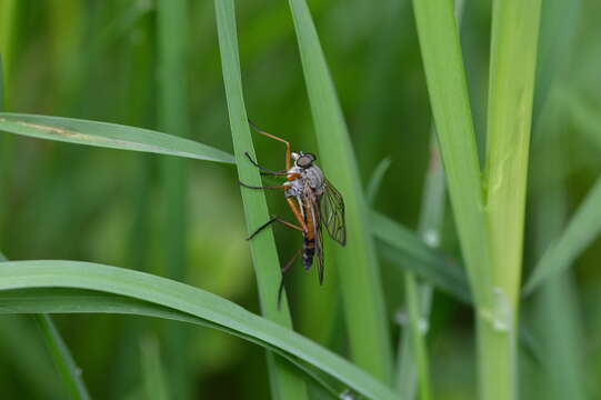 Image of Rhagio vitripennis