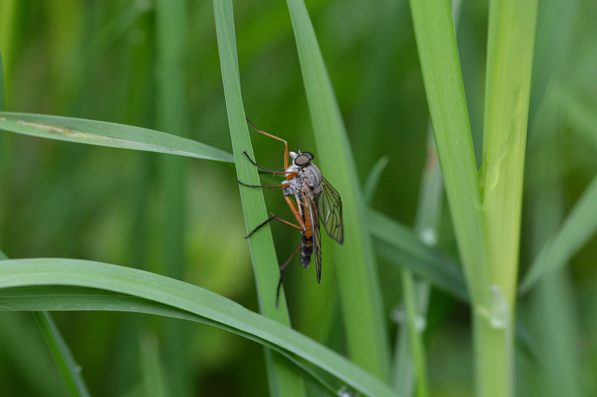 Image of Rhagio vitripennis