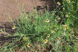 Image de Helenium radiatum (Less.) M. W. Bierner