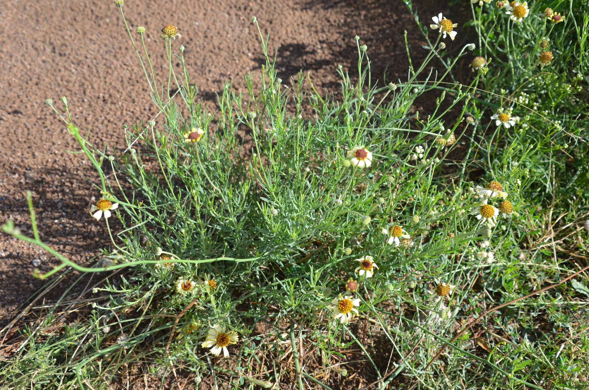 Image de Helenium radiatum (Less.) M. W. Bierner