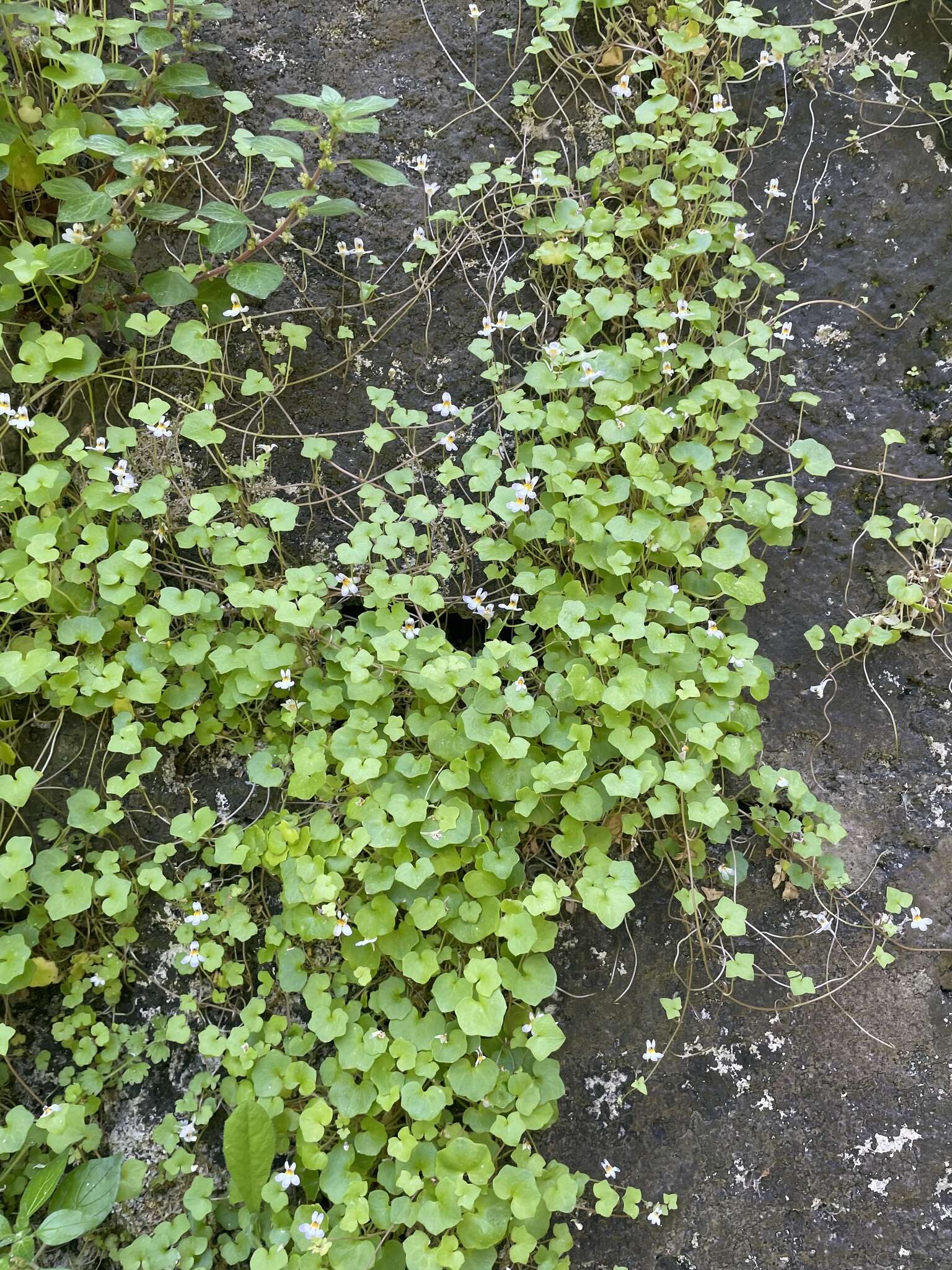 Image of Cymbalaria longipes (Boiss. & Heldr.) A. Cheval.