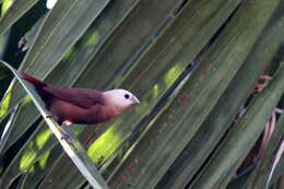 Image of White-headed Munia