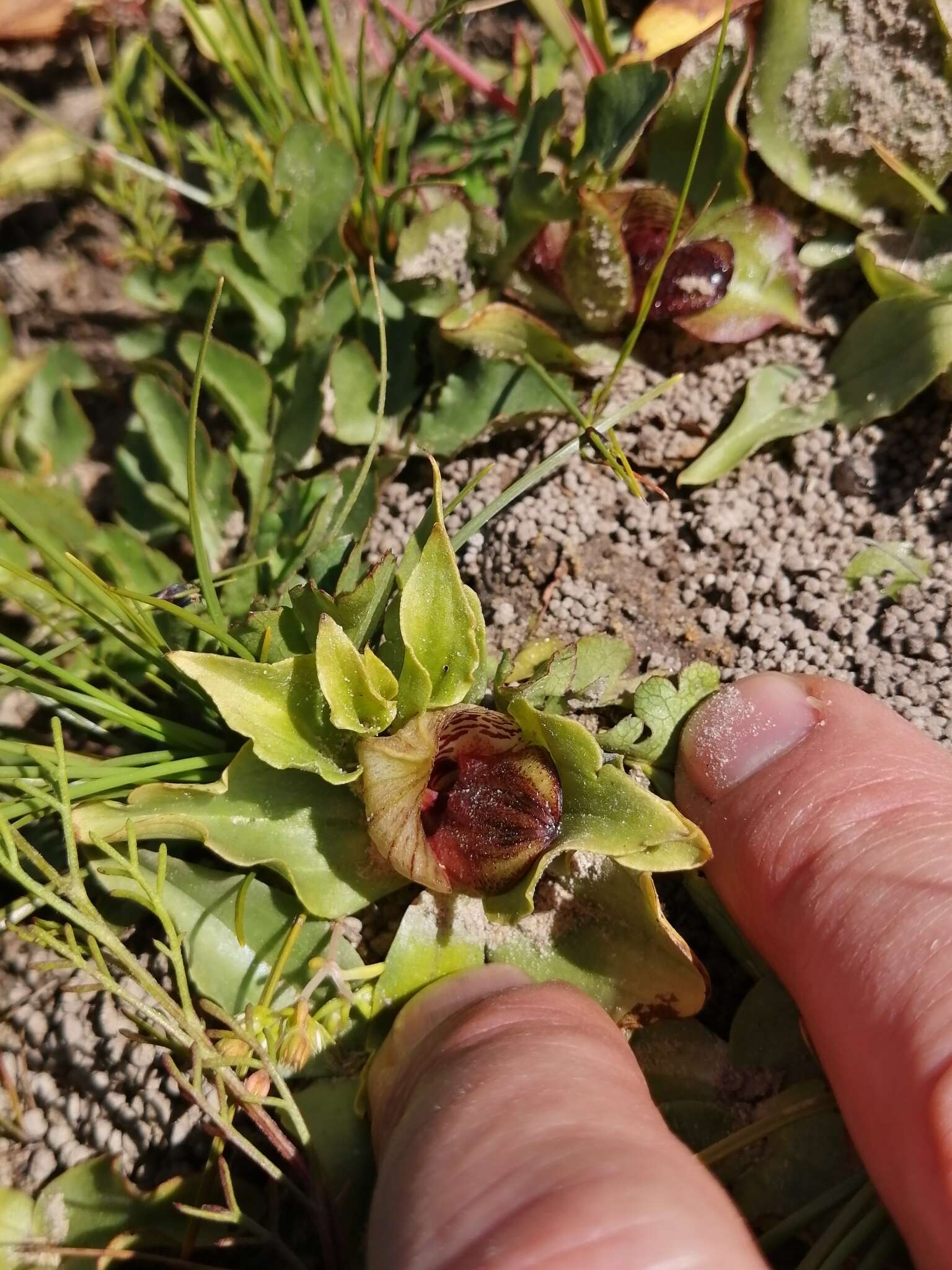 Image of Satyrium pumilum Thunb.