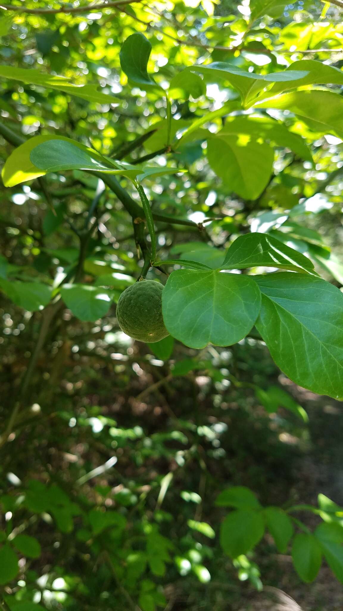 Image of hardy orange