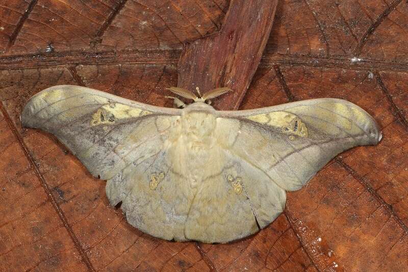 Image of Antheraea rosieri (Toxopeus 1940)