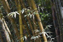 Image of Bambusa vulgaris var. vittata Rivière & C. Rivière