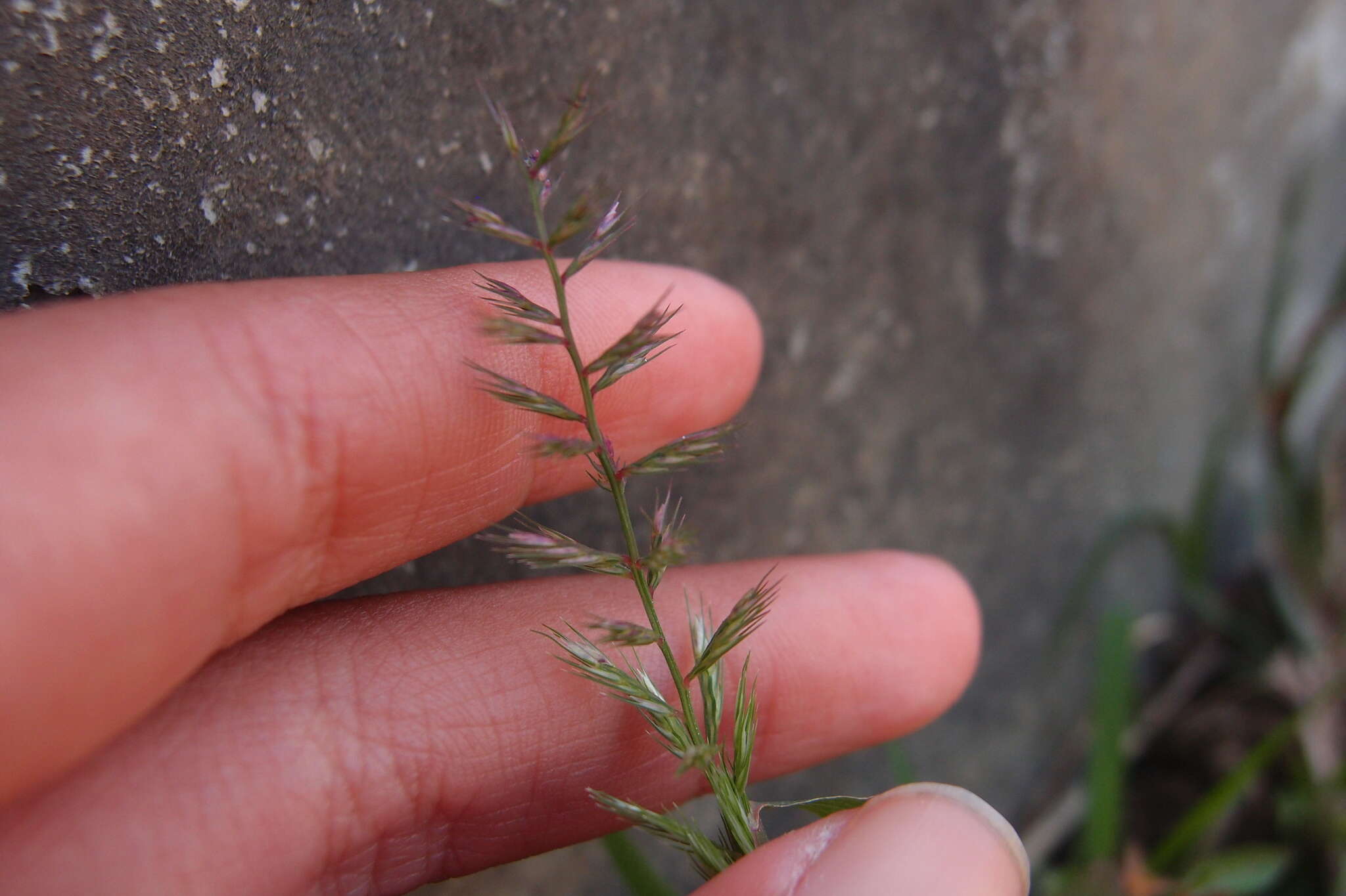 Image of viper grass