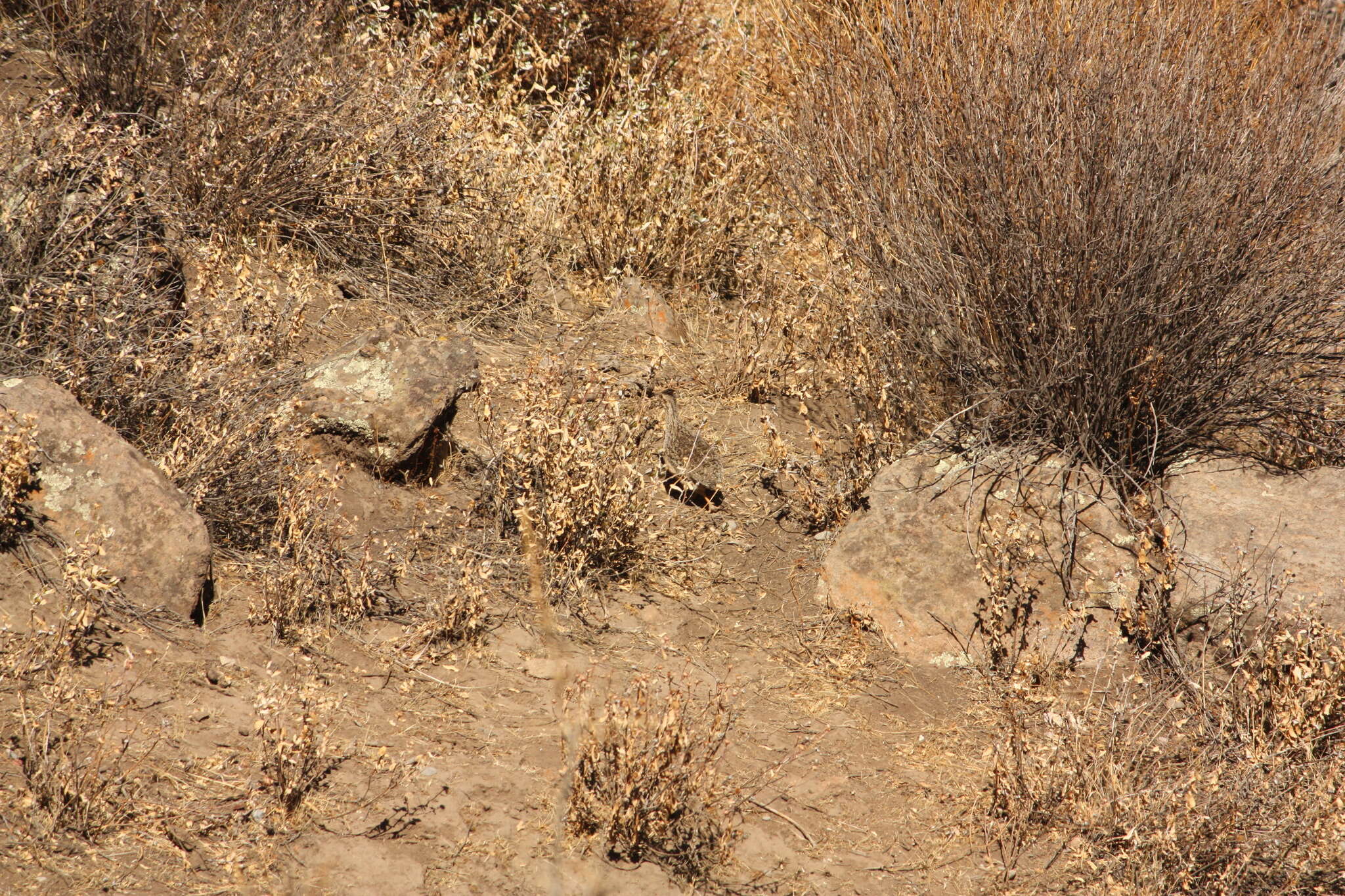 Image of Andean Tinamou