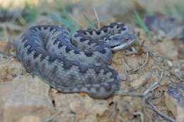 Image of Lataste's Viper