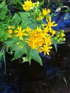 Image of arrowleaf ragwort