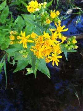 Senecio triangularis Hook.的圖片