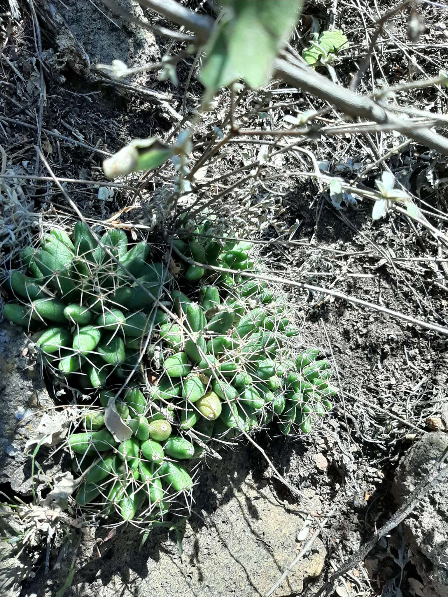 Image of Green-fruit Nipple Cactus