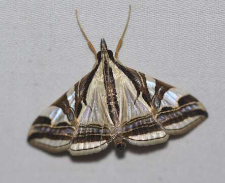 Слика од Agrioglypta excelsalis Walker (1866)