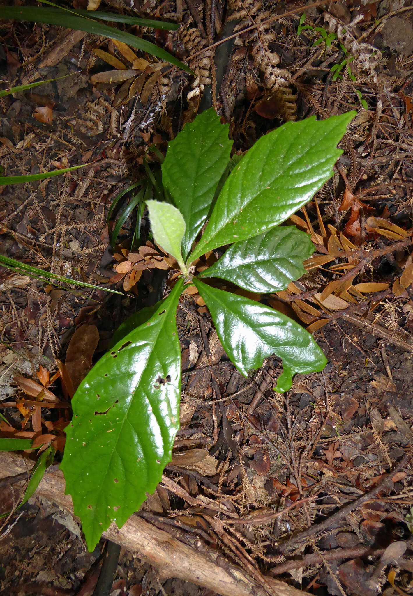 Image of Loquats