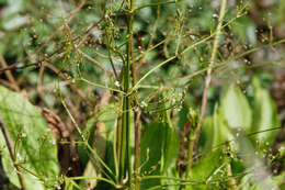 Image of Common Water-plantain