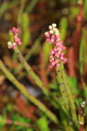 Image de Leptomeria glomerata F. Müll. ex Hook. fil.