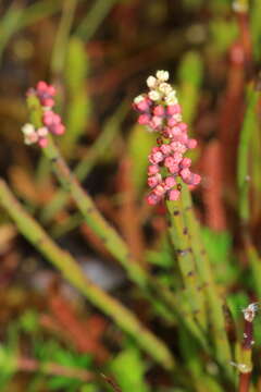 Image of Leptomeria glomerata F. Müll. ex Hook. fil.