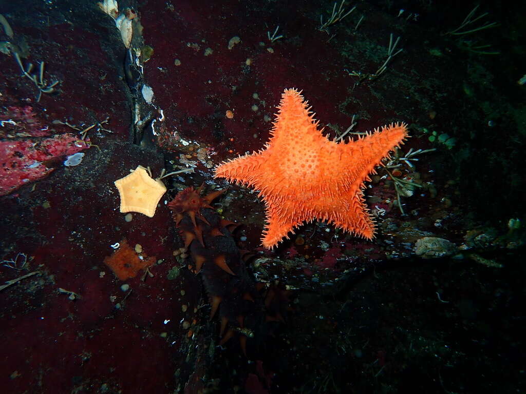 Image of Ceramaster patagonicus (Sladen 1889)