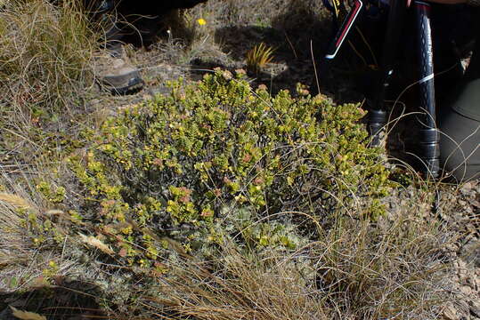 Image of Pimelea traversii Hook. fil.