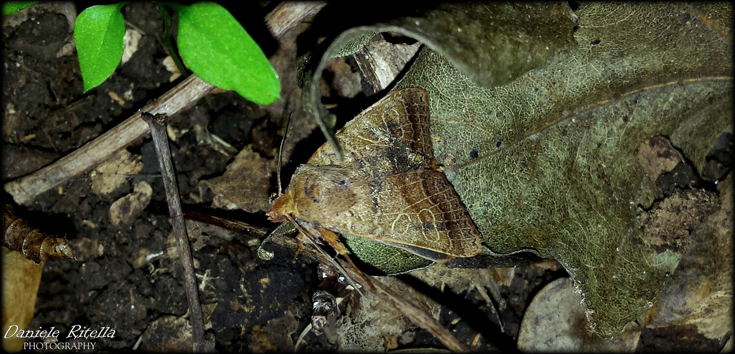 Image of Agrochola pistacinoides d'Aubuisson 1867