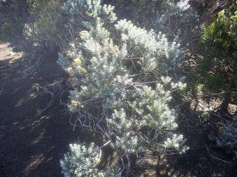 Image of Hubertia tomentosa Bory