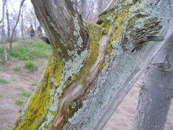 Image of eggyolk lichen