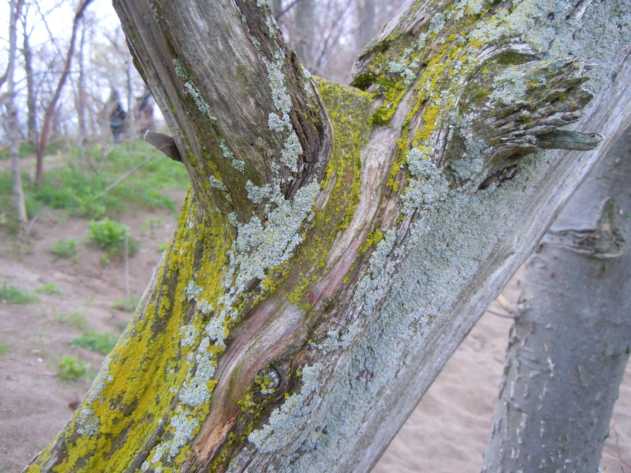 Image of eggyolk lichen