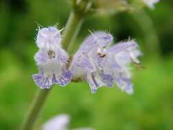 Image of Salvia japonica Thunb.