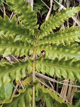 Image of Woodwardia japonica (L. fil.) Sm.