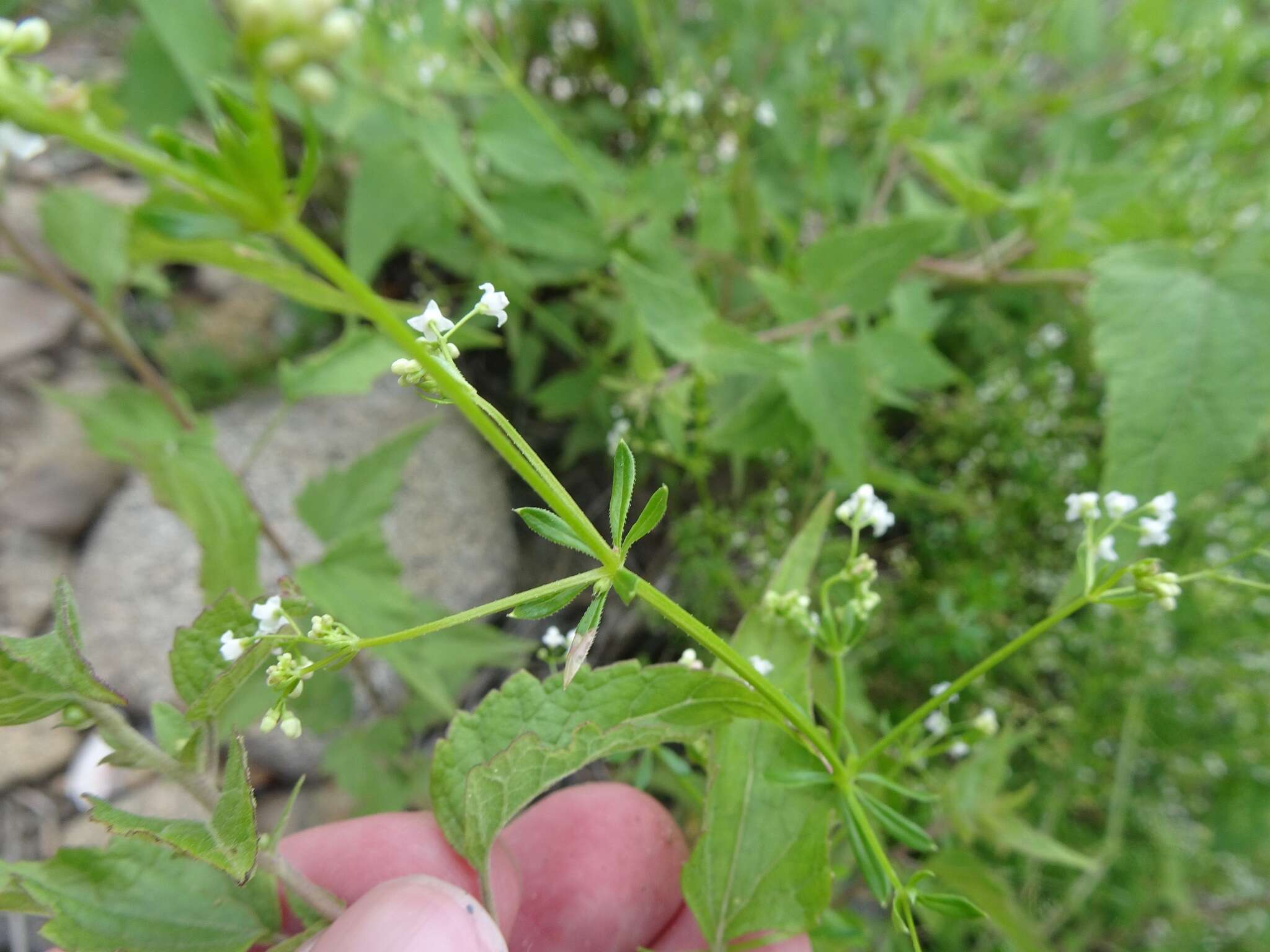 Galium mexicanum Kunth resmi